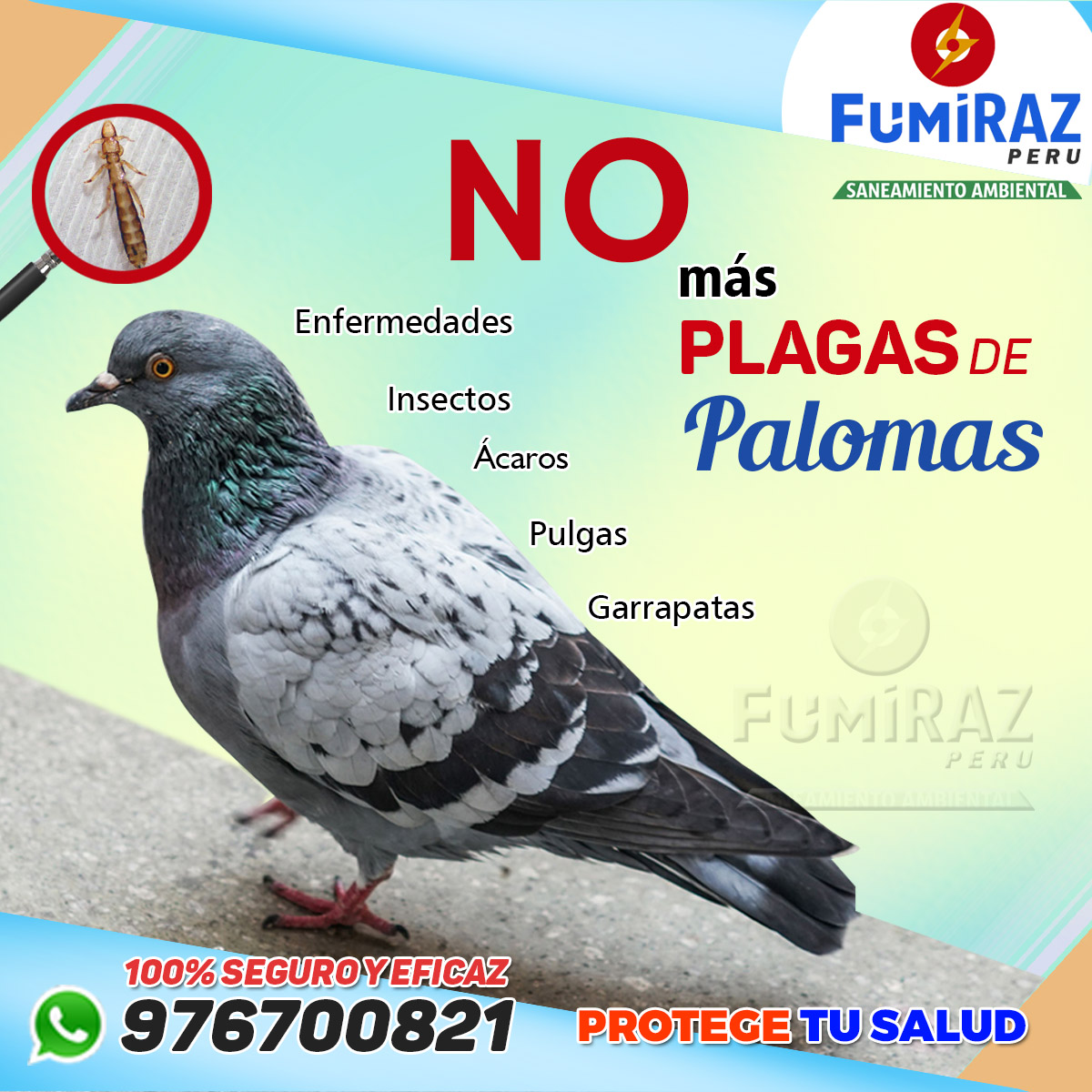 Paloma? – Fumiraz Perú